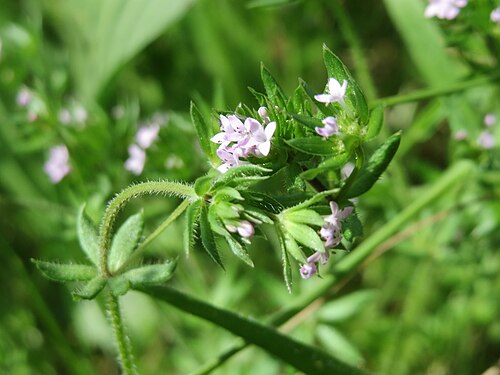 Blue fieldmadder: Ackerröte ( Sherardia arvensis ) im Landschaftsschutzgebiet Hockenheimer Rheinbogen