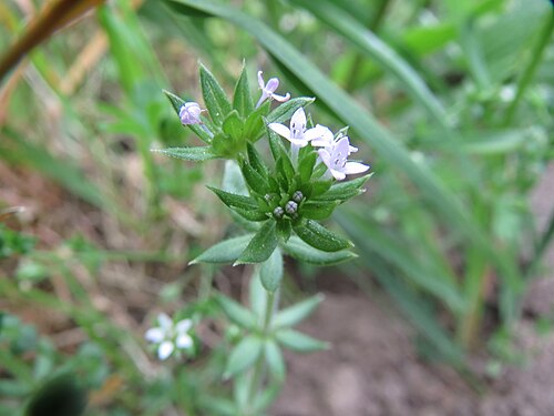 Blue fieldmadder: Ackerröte ( Sherardia arvensis ) im Landschaftsschutzgebiet Hockenheimer Rheinbogen