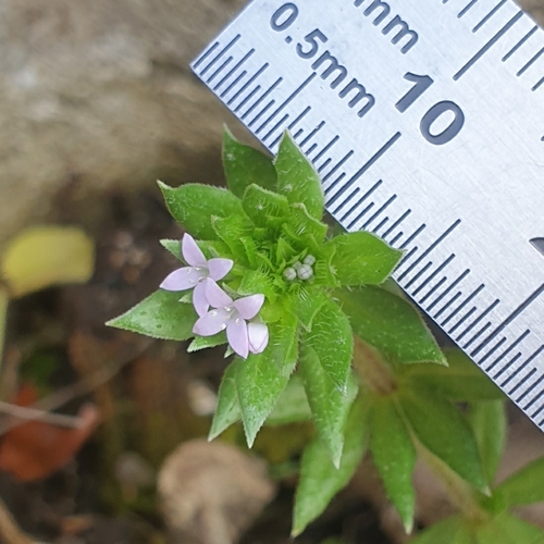 Blue fieldmadder (Sherardia arvensis)