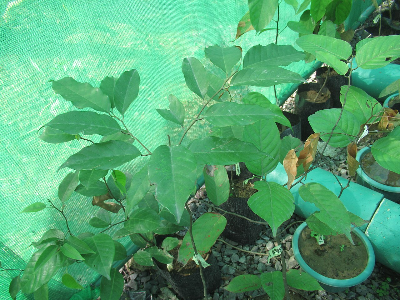 Shorea astylosa: https://en.wikipedia.org/wiki/Shorea_astylosa Shorea astylosa