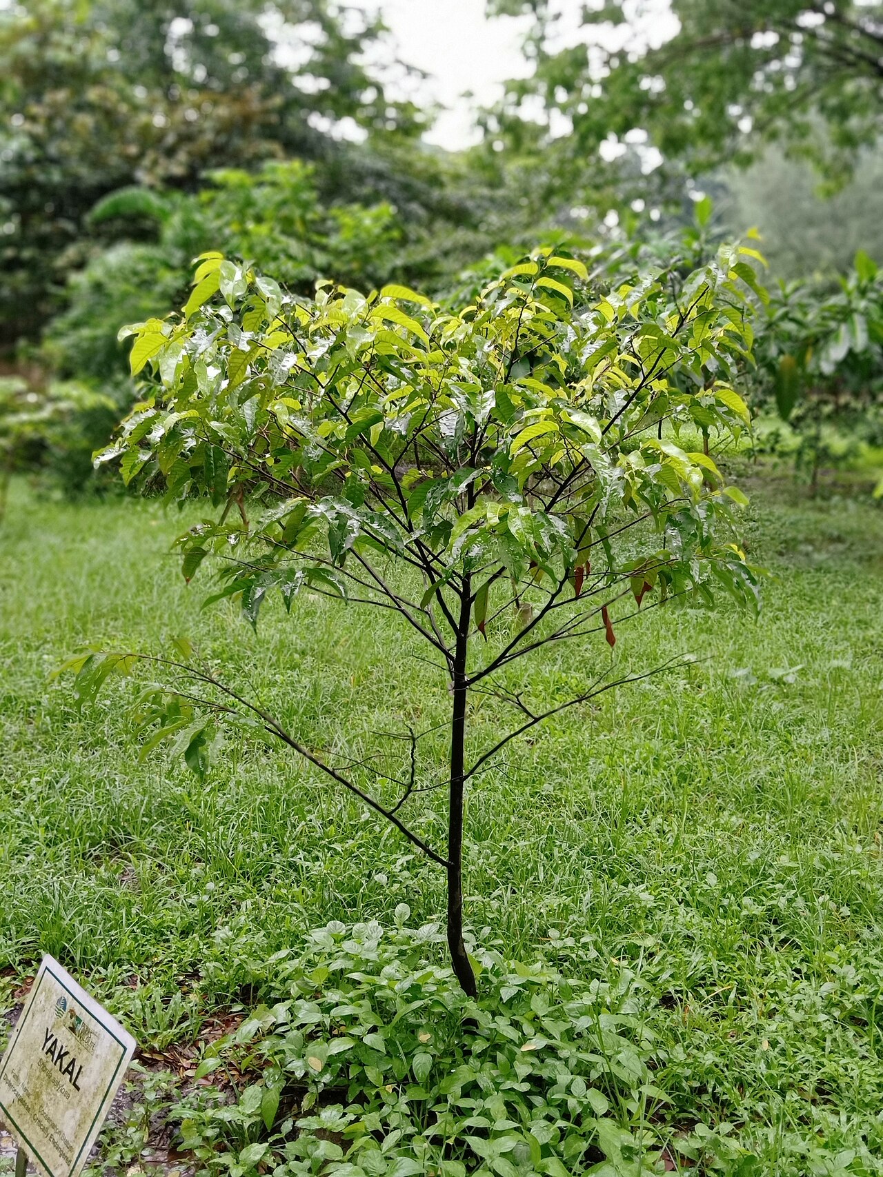 Shorea astylosa: Sign text: YAKAL (Shorea astylosa) | Family Name: Dipterocarpaceae | Conservation Status: Critically Endangered