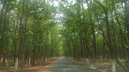 Sal tree: Natural Sal (Shorea robusta) forests along the road in Amarkantak Madhya Pradesh