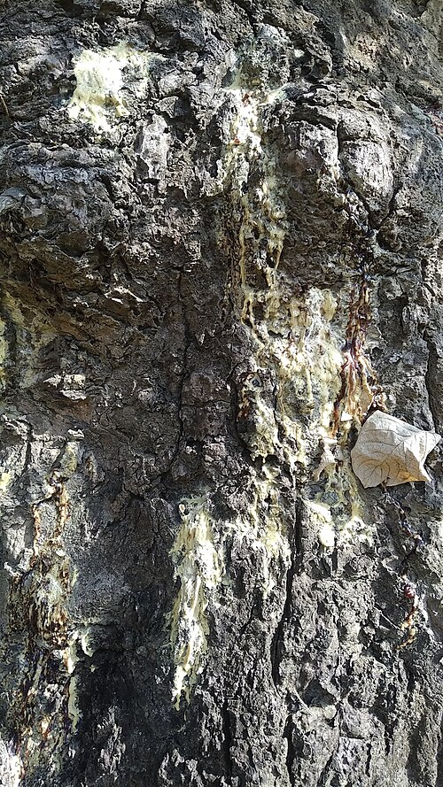 Sal tree: Dry sap of Sal Tree