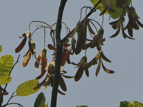 Sal tree (Shorea robusta)