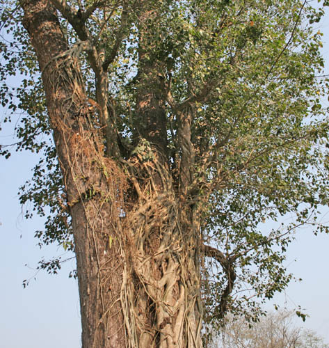 Sal tree: Sal Shorea robusta at Jayanti in Buxa Tiger Reserve in Jalpaiguri district of West Bengal , India .