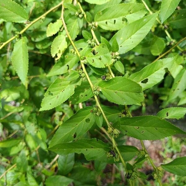 Common wireweed (Sida acuta)