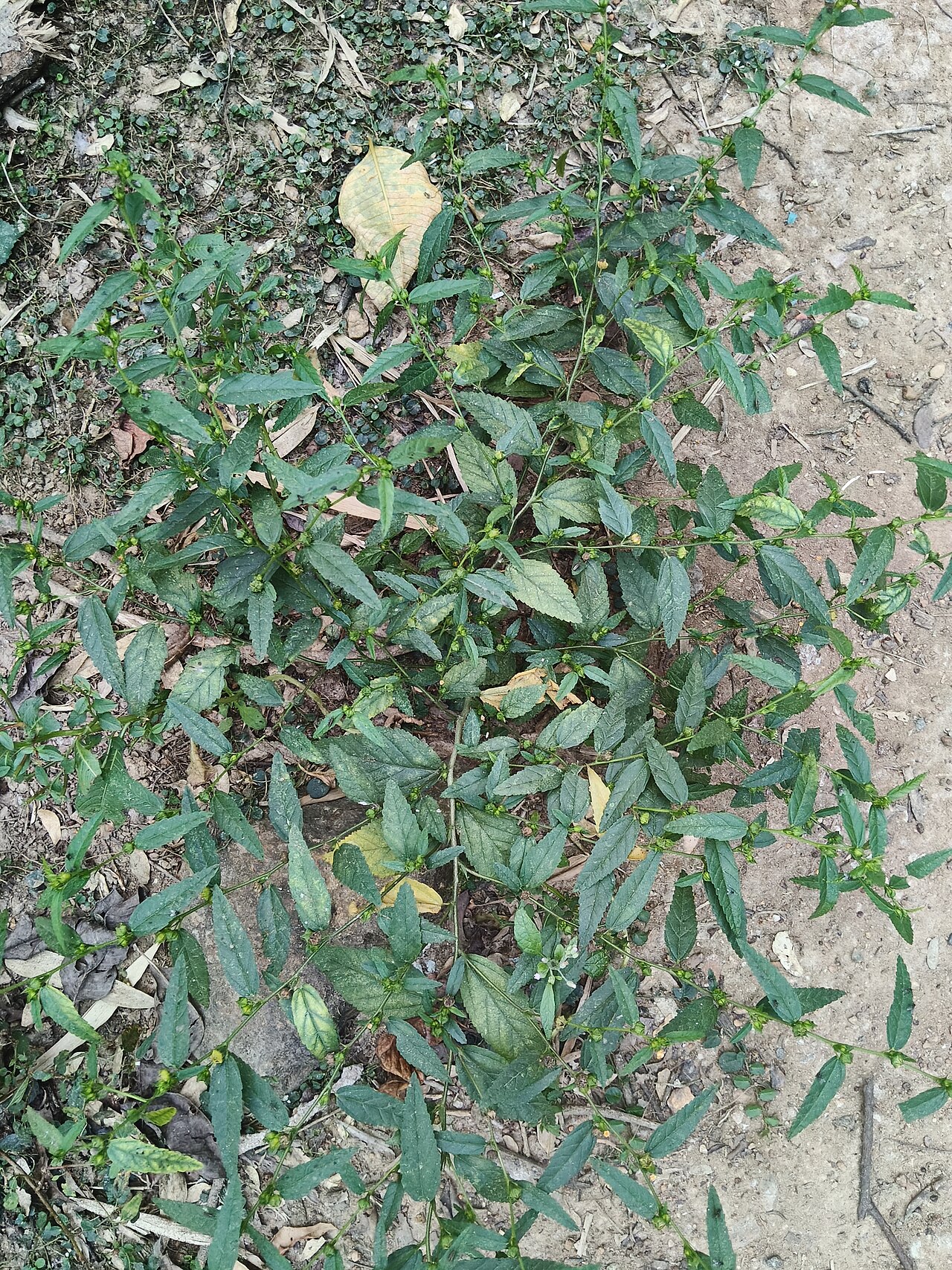 Common wireweed: Common wireweed (Sida acuta) habit, Jharkhand