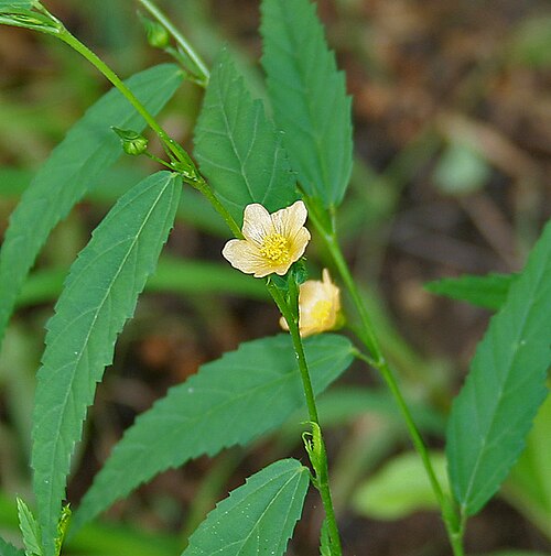 Common wireweed: broom grass, broom weed, clock plant, Paddy's lucerne, southern sida or spiny-head sida Sida acuta in Hyderabad , India .