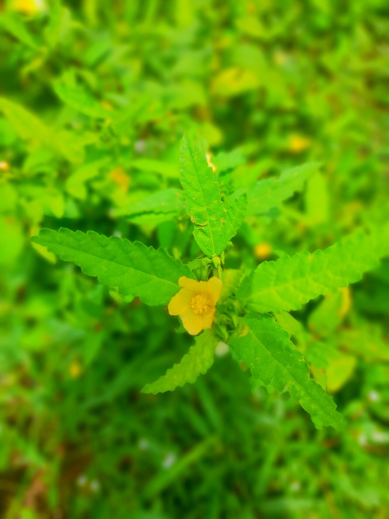 Common wireweed: Cida acuta flower