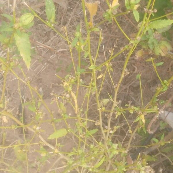 Common wireweed (Sida acuta)