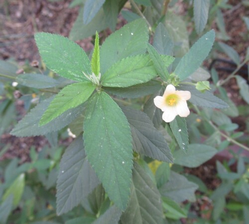 Cuban jute (Sida rhombifolia)