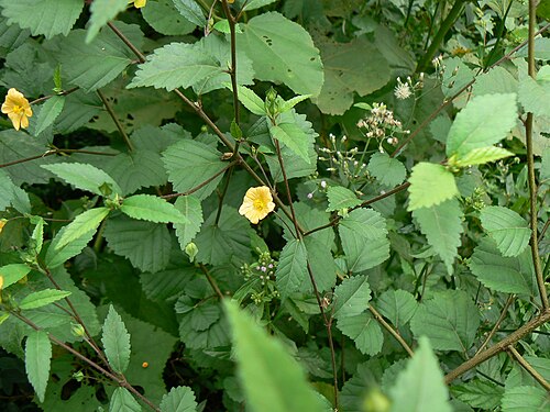 Cuban jute: Malvaceae (mallow family) » Sida rhombifolia SEE-duh -- in Greek, a type of water lily; although now a name for a type of mallow rom-bif-OH-lee-uh -- meaning, l