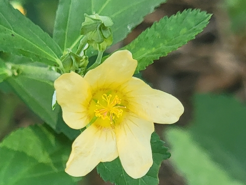 Cuban jute (Sida rhombifolia)