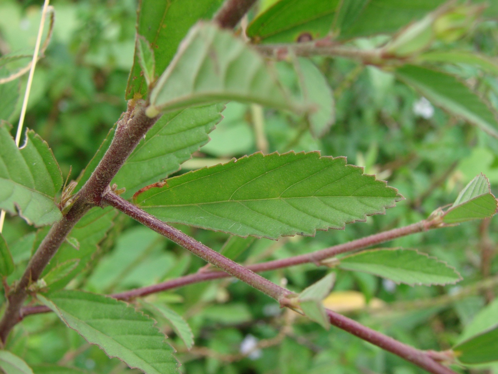 Cuban jute: Sida rhombifolia L. - MALVACEAE - Parque Vivencial Asa Norte - Brasília - Distrito Federal - Brasil.