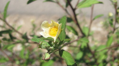 Cuban jute (Sida rhombifolia)