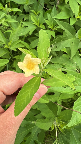 Cuban jute (Sida rhombifolia)
