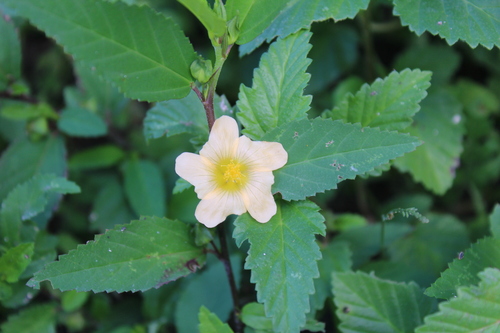 Cuban jute (Sida rhombifolia)
