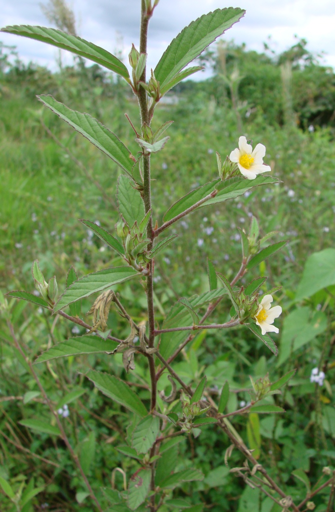 Cuban jute: Sida rhombifolia L. - MALVACEAE - Parque Vivencial Asa Norte - Brasília - Distrito Federal - Brasil.