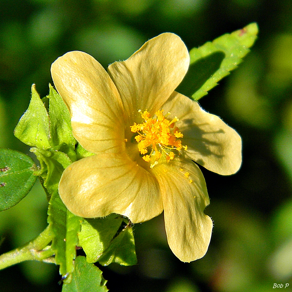 Cuban jute: Time for another wonderful "weed"! Sida rhombifolia (Indian hemp, Teaweed) blooming at Frenchman's Forest Natural Area, Palm Beach County. Another Sida species