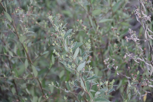 Cuban jute (Sida rhombifolia)
