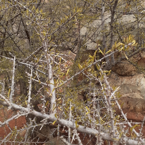 Argan (Sideroxylon spinosum)
