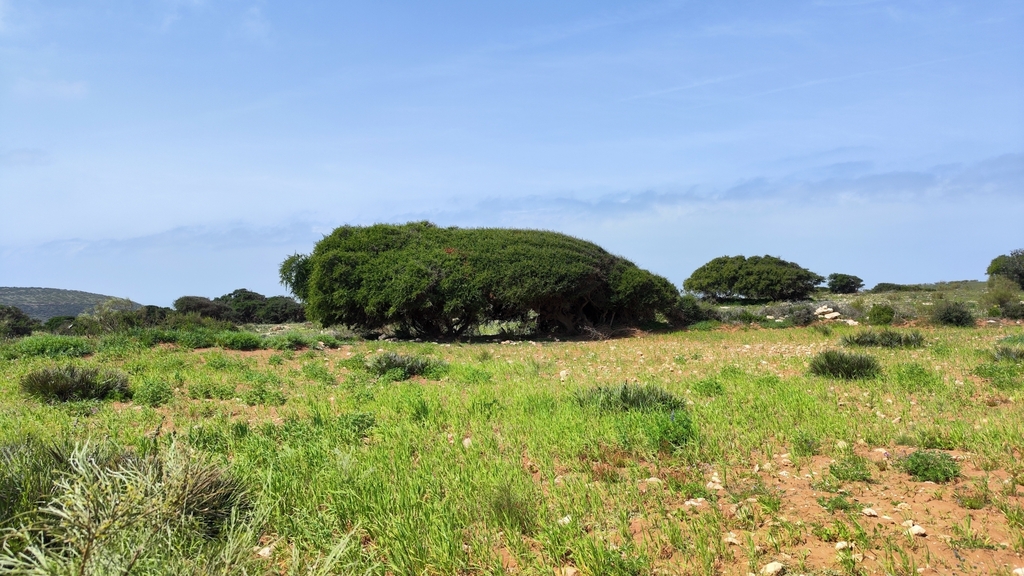 Argan (Sideroxylon spinosum)