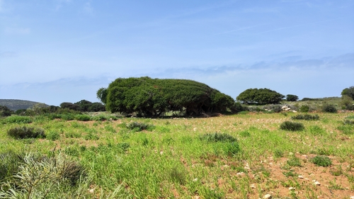 Argan (Sideroxylon spinosum)