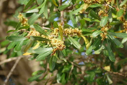 Argan (Sideroxylon spinosum)