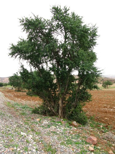 Argan (Sideroxylon spinosum)