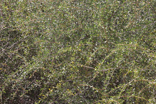 Argan (Sideroxylon spinosum)