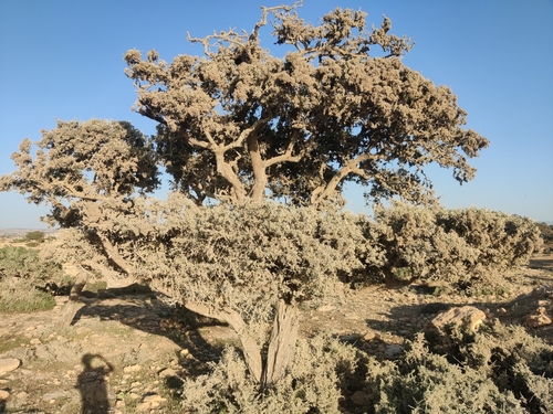Argan (Sideroxylon spinosum)