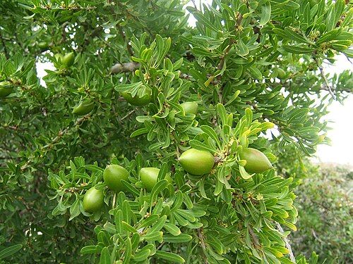 Argan: Argania spinosa , near Agadir, Maroc