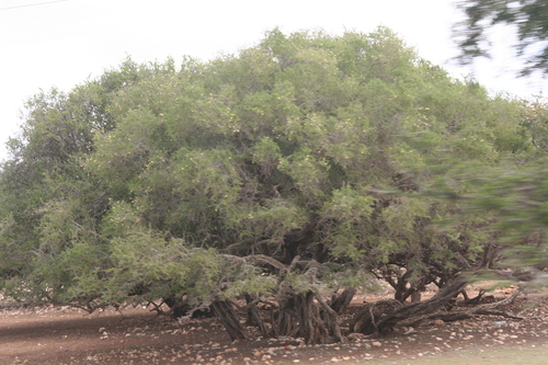 Argan (Sideroxylon spinosum)