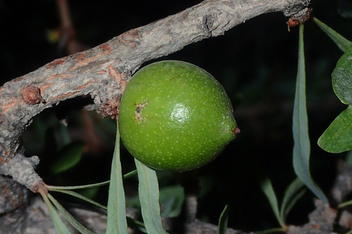 Argan (Sideroxylon spinosum)
