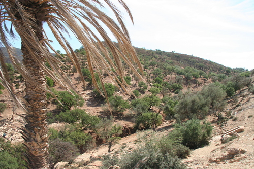 Argan (Sideroxylon spinosum)