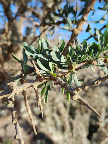 Argan (Sideroxylon spinosum)
