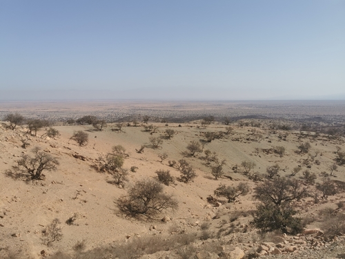 Argan (Sideroxylon spinosum)