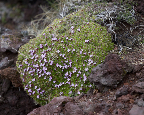Moss campion (Silene acaulis)