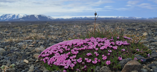 Moss campion (Silene acaulis)