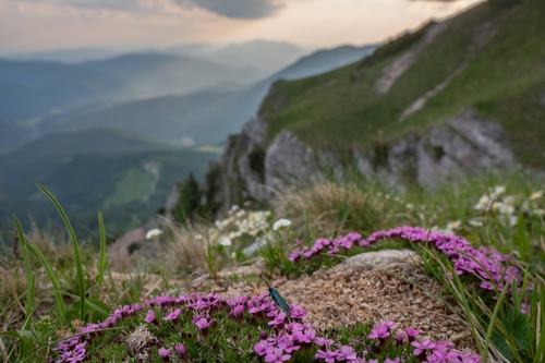 Moss campion (Silene acaulis)