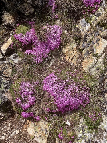 Moss campion (Silene acaulis)