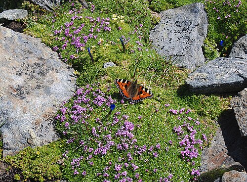 Moss campion: Kleiner Fuchs ( Aglais urticae ) auf Stängellosem Leimkraut ( Silene acaulis ), Fraganter Scharte ~2750m, Österreich