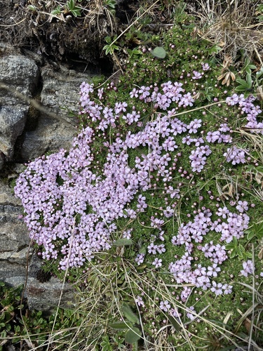 Moss campion (Silene acaulis)