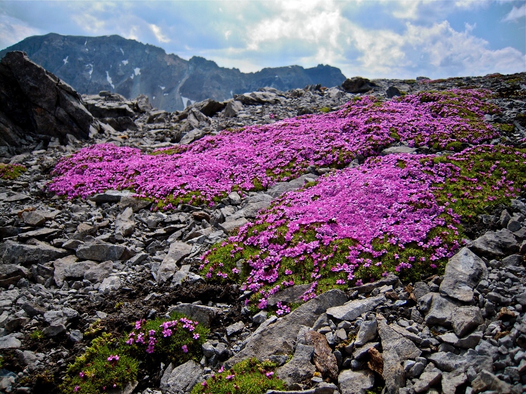 Moss campion (Silene acaulis)