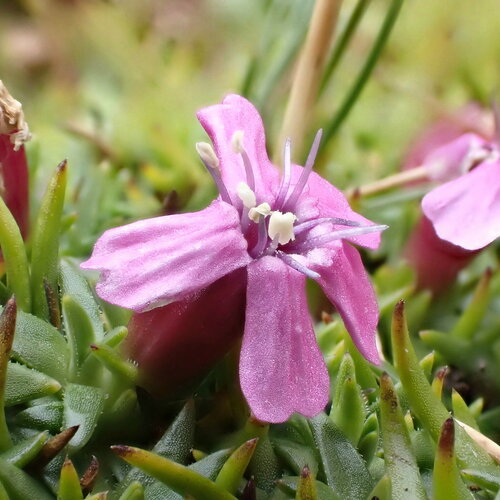 Moss campion (Silene acaulis)