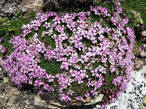 Moss campion: Moss campion ( Silene acaulis ) , Gornergrat , Switzerland
