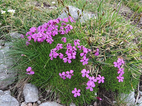 Moss campion: Silene acaulis (moss campion) at Schneeberg, Austria