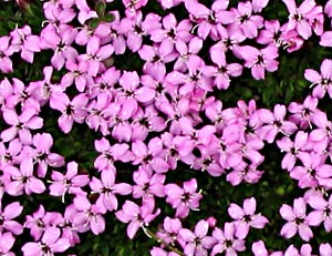 Moss campion: Moss Campion , Svalbard.