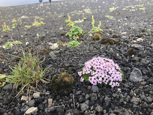 Moss campion (Silene acaulis)