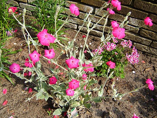 Rose campion: Prikneus, from nl:wikipedia, photo by nl:Gebruiker:Algont , left under GFDL .